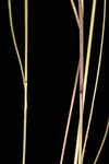 Bluejoint panicgrass